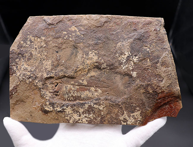 マニアック＆レア、米国ユタ州産の絶滅古代魚、ナイティア（Knithtia）の化石（その2）
