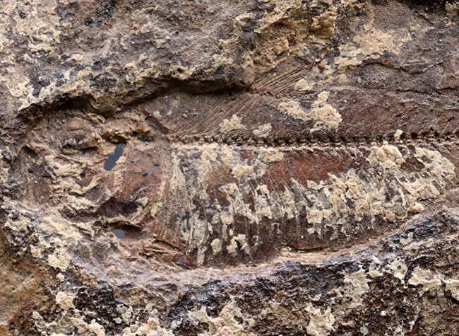 マニアック＆レア、米国ユタ州産の絶滅古代魚、ナイティア（Knithtia）の化石（その3）