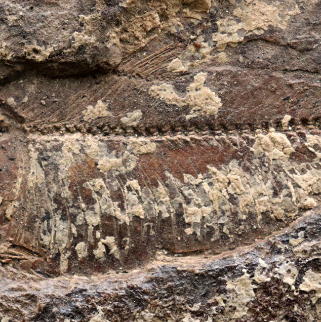 マニアック＆レア、米国ユタ州産の絶滅古代魚、ナイティア（Knithtia）の化石（その4）