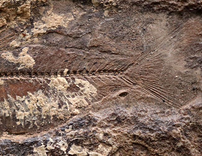 マニアック＆レア、米国ユタ州産の絶滅古代魚、ナイティア（Knithtia）の化石（その5）