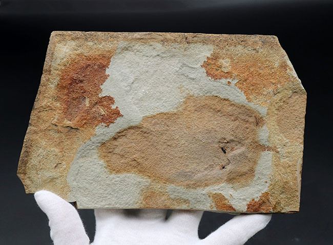マニアック＆レア、米国ユタ州産の絶滅古代魚、ナイティア（Knithtia）の化石（その6）