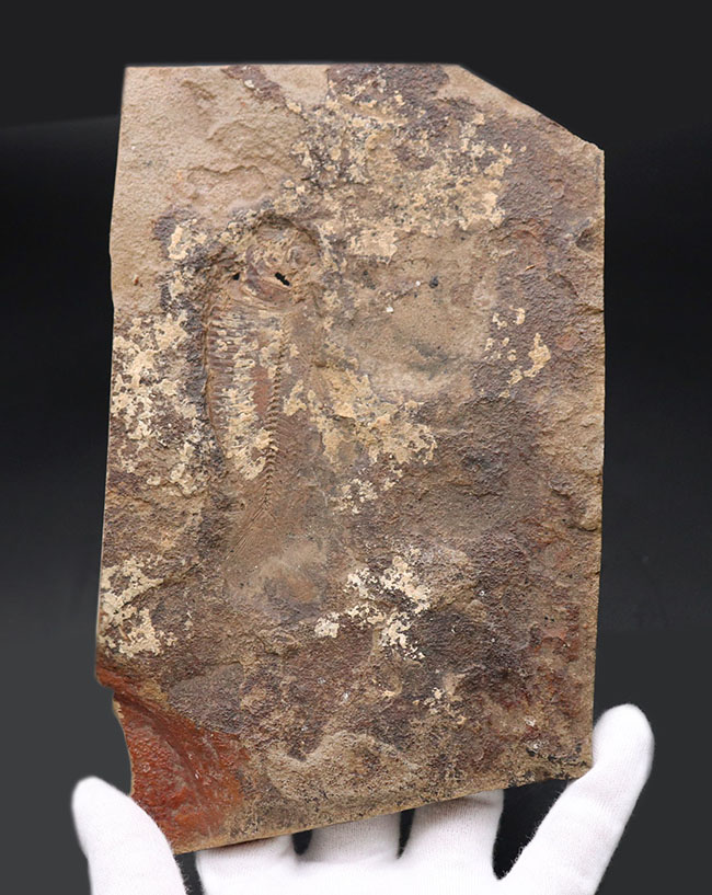 マニアック＆レア、米国ユタ州産の絶滅古代魚、ナイティア（Knithtia）の化石（その8）