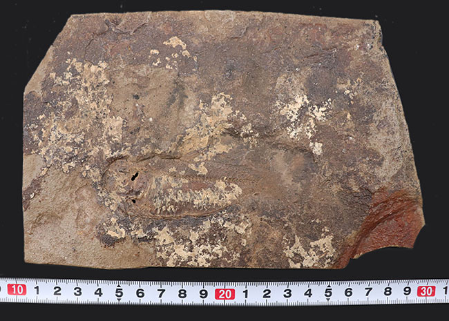 マニアック＆レア、米国ユタ州産の絶滅古代魚、ナイティア（Knithtia）の化石（その9）