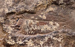 マニアック＆レア、米国ユタ州産の絶滅古代魚、ナイティア（Knithtia）の化石