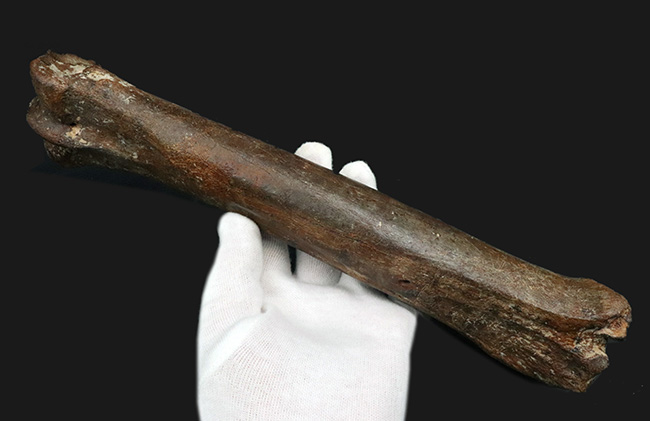 ２８センチ級！オランダ産、第四紀更新世に生きた古代の馬、エクウス（Equus）の中足骨の化石（その1）