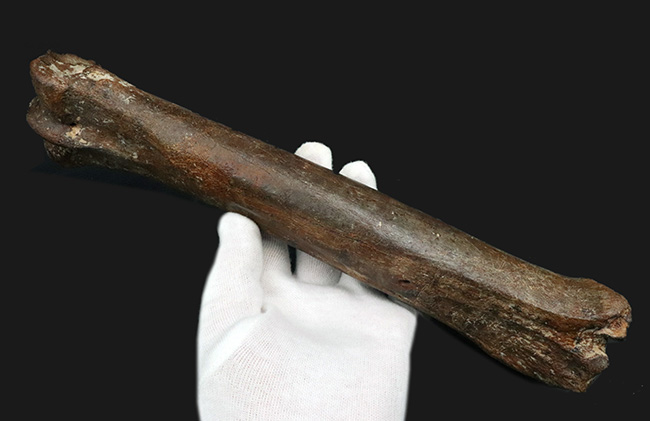 28センチ級!オランダ産、第四紀更新世に生きた古代の馬、エクウス(Equus)の中足骨の化石(その1)