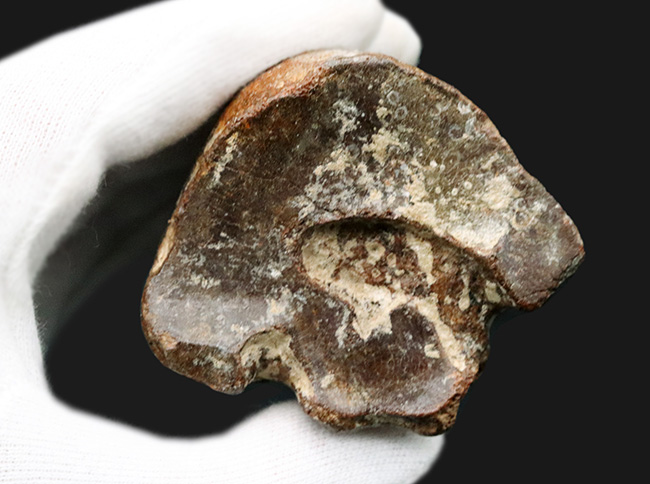 28センチ級!オランダ産、第四紀更新世に生きた古代の馬、エクウス(Equus)の中足骨の化石(その10)