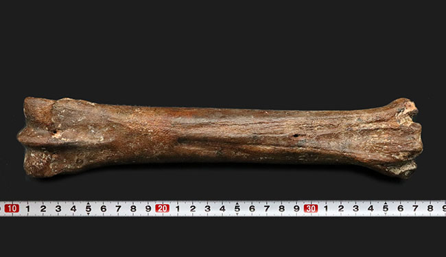 ２８センチ級！オランダ産、第四紀更新世に生きた古代の馬、エクウス（Equus）の中足骨の化石（その11）