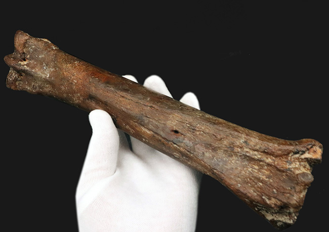 ２８センチ級！オランダ産、第四紀更新世に生きた古代の馬、エクウス（Equus）の中足骨の化石（その2）