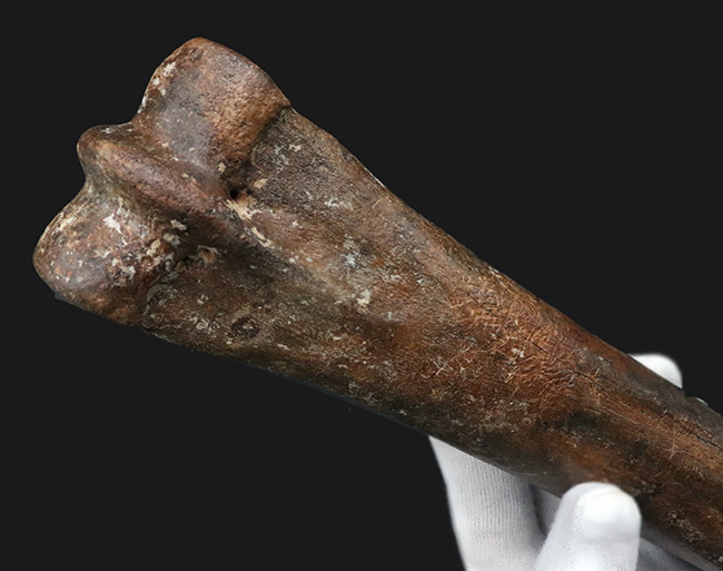 ２８センチ級！オランダ産、第四紀更新世に生きた古代の馬、エクウス（Equus）の中足骨の化石（その3）