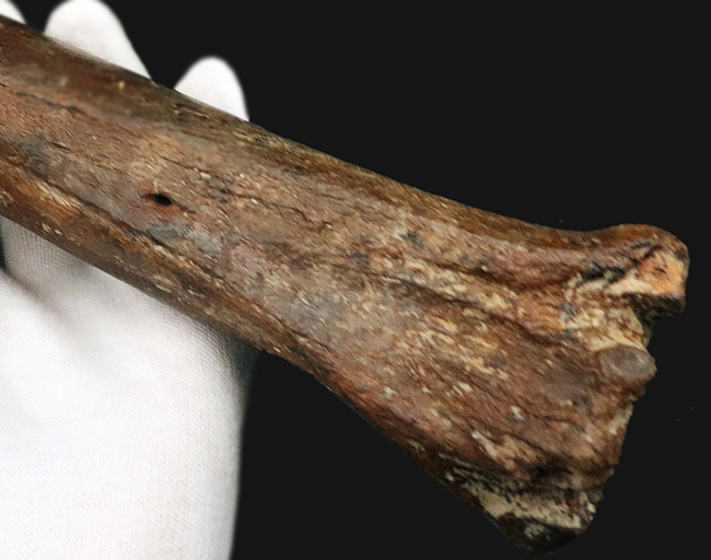 28センチ級!オランダ産、第四紀更新世に生きた古代の馬、エクウス(Equus)の中足骨の化石(その4)