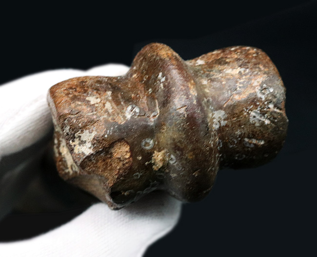 28センチ級!オランダ産、第四紀更新世に生きた古代の馬、エクウス(Equus)の中足骨の化石(その5)