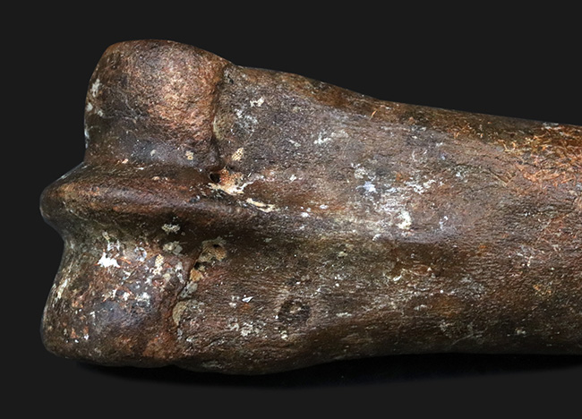 28センチ級!オランダ産、第四紀更新世に生きた古代の馬、エクウス(Equus)の中足骨の化石(その6)