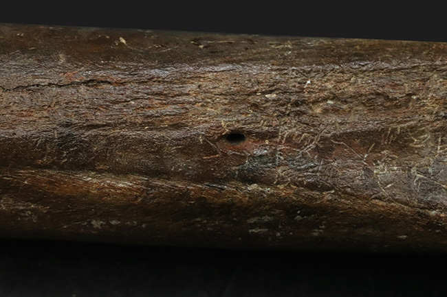 28センチ級!オランダ産、第四紀更新世に生きた古代の馬、エクウス(Equus)の中足骨の化石(その7)