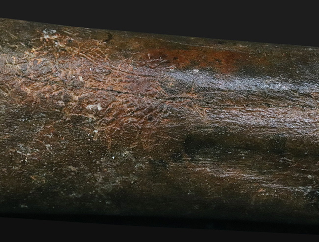 28センチ級!オランダ産、第四紀更新世に生きた古代の馬、エクウス(Equus)の中足骨の化石(その8)