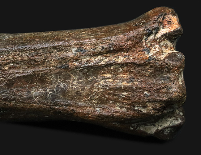 ２８センチ級！オランダ産、第四紀更新世に生きた古代の馬、エクウス（Equus）の中足骨の化石（その9）