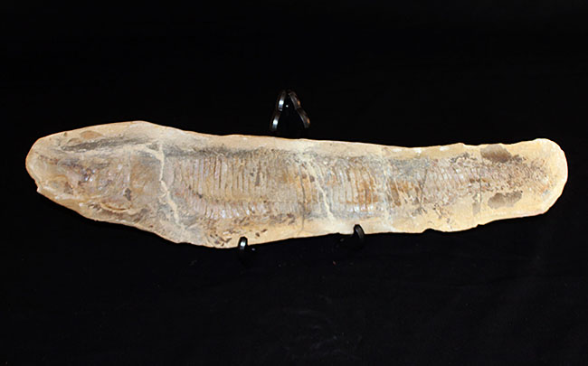 白亜紀の海を悠々と泳いでいたであろうブラジル産魚化石、ヴィンクティフェル（その1）