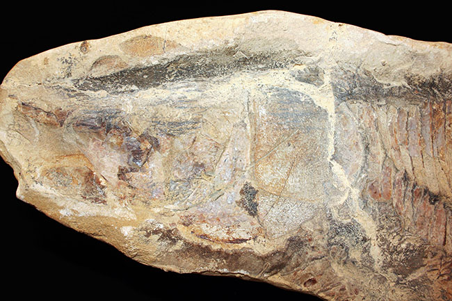 白亜紀の海を悠々と泳いでいたであろうブラジル産魚化石、ヴィンクティフェル（その10）