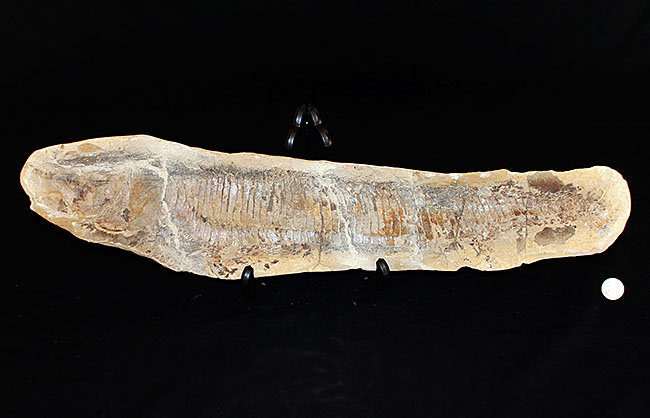 白亜紀の海を悠々と泳いでいたであろうブラジル産魚化石、ヴィンクティフェル（その12）