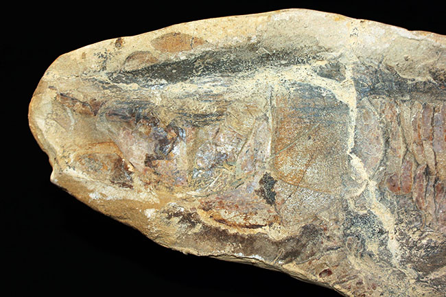 白亜紀の海を悠々と泳いでいたであろうブラジル産魚化石、ヴィンクティフェル（その2）