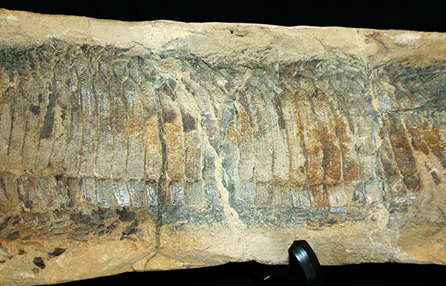 白亜紀の海を悠々と泳いでいたであろうブラジル産魚化石、ヴィンクティフェル（その3）