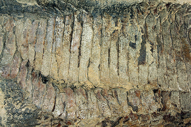白亜紀の海を悠々と泳いでいたであろうブラジル産魚化石、ヴィンクティフェル（その4）