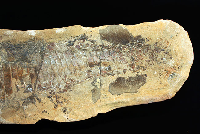 白亜紀の海を悠々と泳いでいたであろうブラジル産魚化石、ヴィンクティフェル（その5）