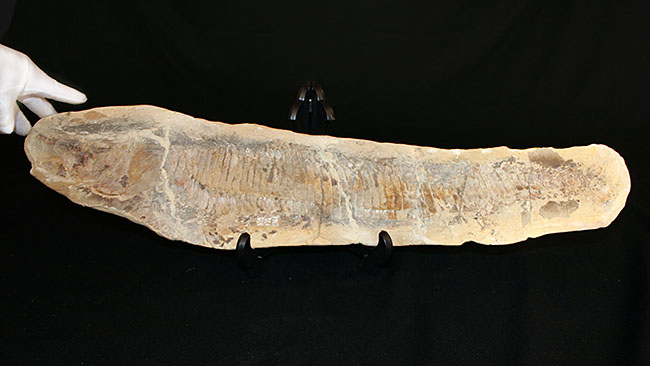 白亜紀の海を悠々と泳いでいたであろうブラジル産魚化石、ヴィンクティフェル（その6）