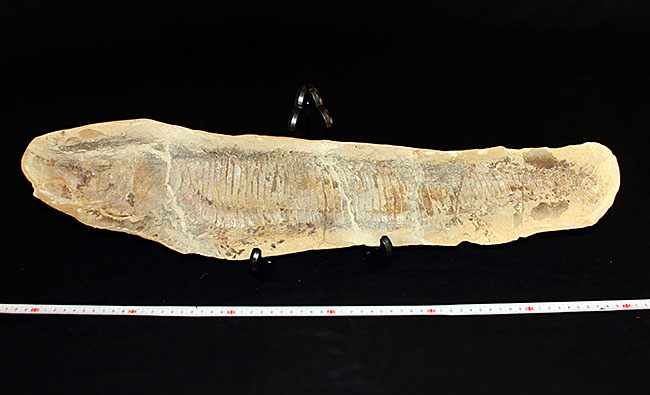 白亜紀の海を悠々と泳いでいたであろうブラジル産魚化石、ヴィンクティフェル（その7）
