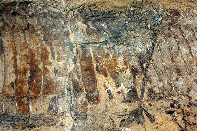 白亜紀の海を悠々と泳いでいたであろうブラジル産魚化石、ヴィンクティフェル（その9）