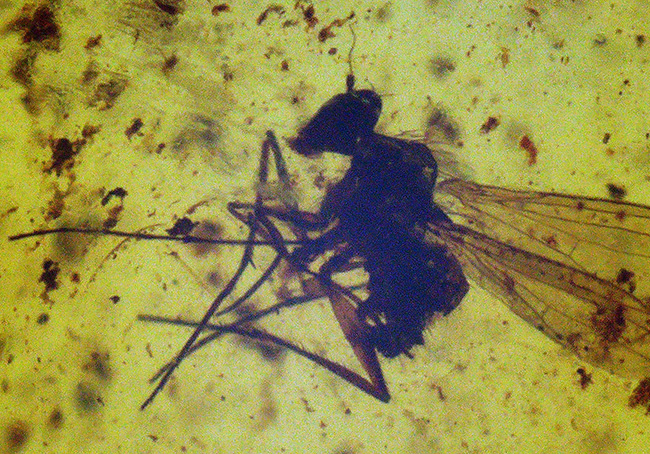 男女兼用、類人猿さえもまだ居なかった、4000万年前の羽虫を内包したバルト海産琥珀(Amber)ペンダントトップ(シルバーチェーン、高級ジュエリーケース付き)(その5)