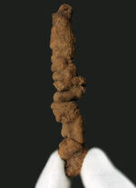 レア！米国ワシントン州で採集された哺乳類と思しき糞化石（Coprolite）
