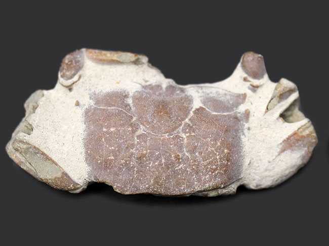 名古屋市港区で発見・採集された新生代第四紀のカニの化石（その1）