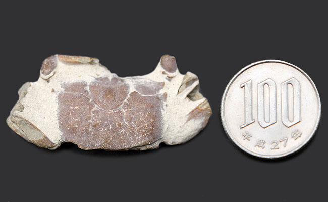 名古屋市港区で発見・採集された新生代第四紀のカニの化石（その10）