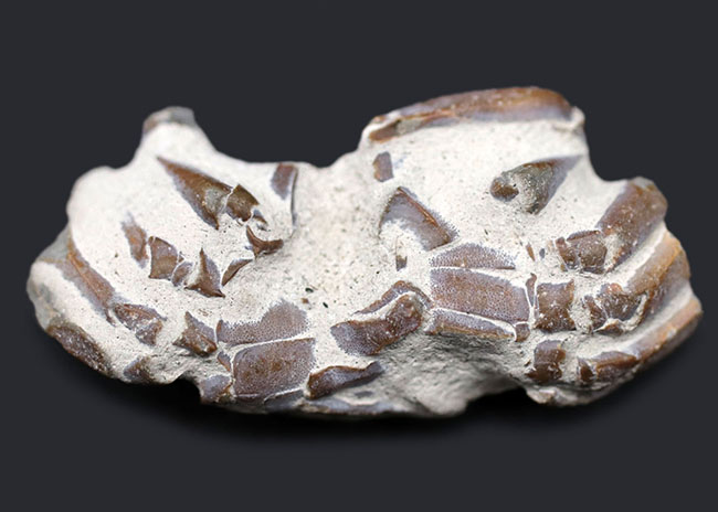 名古屋市港区で発見・採集された新生代第四紀のカニの化石（その2）