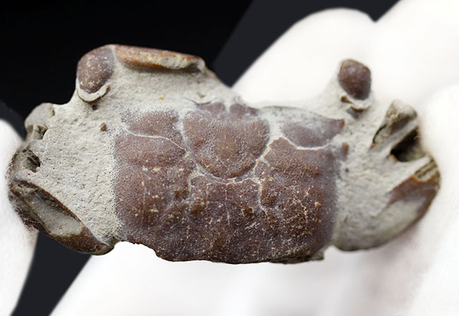 名古屋市港区で発見・採集された新生代第四紀のカニの化石（その3）