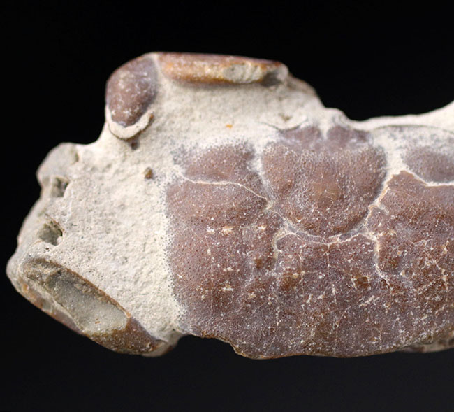 名古屋市港区で発見・採集された新生代第四紀のカニの化石（その4）