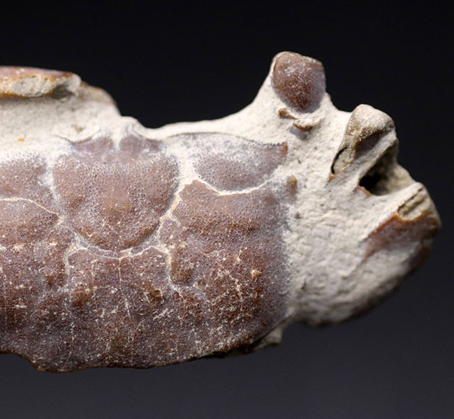名古屋市港区で発見・採集された新生代第四紀のカニの化石（その5）