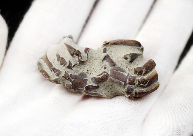名古屋市港区で発見・採集された新生代第四紀のカニの化石（その6）