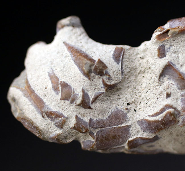 名古屋市港区で発見・採集された新生代第四紀のカニの化石（その7）