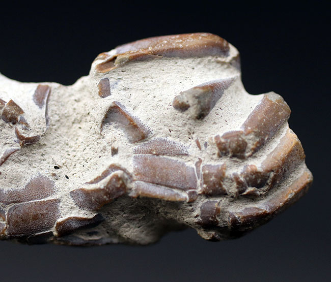 名古屋市港区で発見・採集された新生代第四紀のカニの化石（その8）