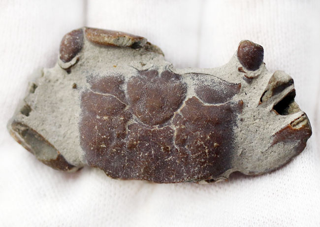名古屋市港区で発見・採集された新生代第四紀のカニの化石（その9）