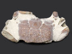 名古屋市港区で発見・採集された新生代第四紀のカニの化石