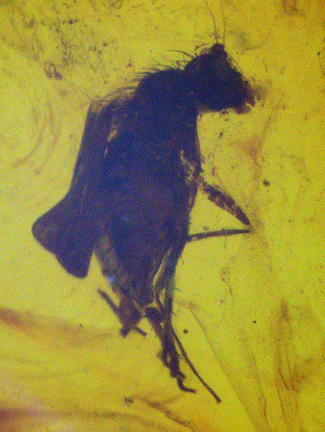 およそ４０００万年前の虫を閉じ込めたバルト海産の琥珀のペンダントトップ（シルバーチェーン、高級ジュエリーケース付き）（その2）