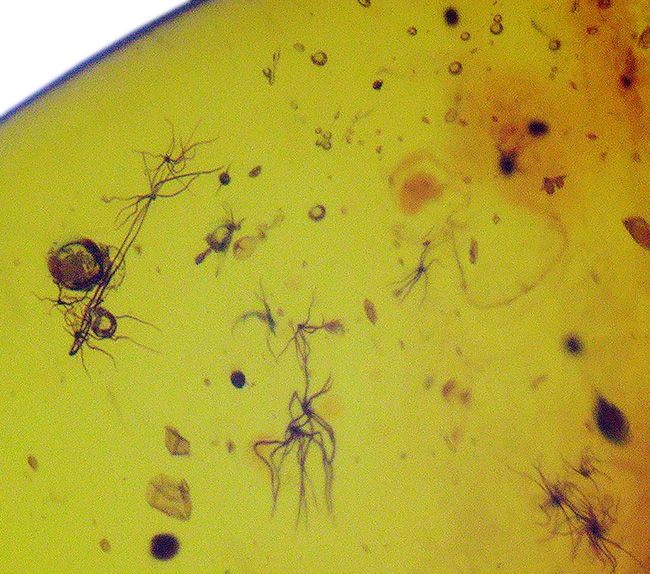 およそ４０００万年前の虫を内包したバルト海産の琥珀のペンダントトップ（シルバーチェーン、高級ジュエリーケース付き）（その6）