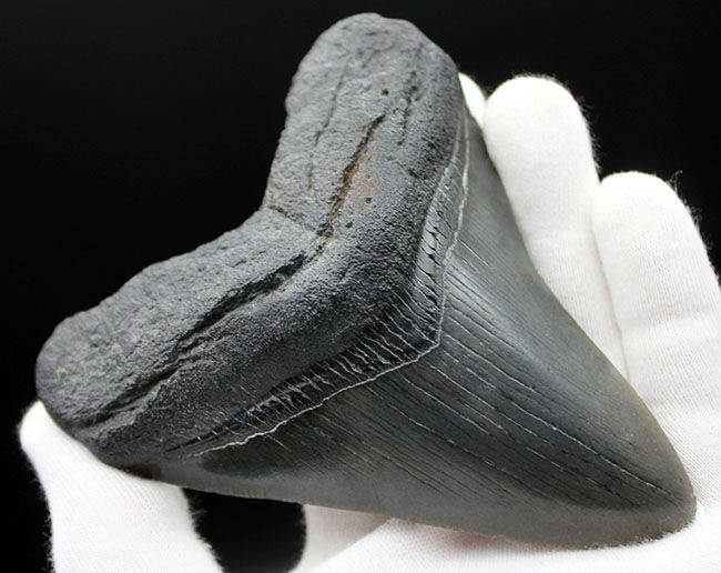 パーフェクトな歯化石をお探しの方に送る、オールナチュラルのメガロドン（Carcharodon megalodon）の歯化石（その1）