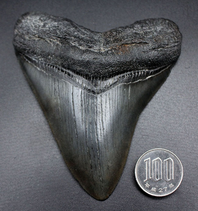 パーフェクトな歯化石をお探しの方に送る、オールナチュラルのメガロドン（Carcharodon megalodon）の歯化石（その10）