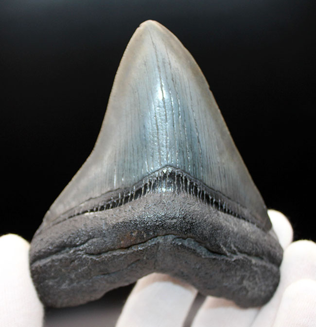 パーフェクトな歯化石をお探しの方に送る、オールナチュラルのメガロドン（Carcharodon megalodon）の歯化石（その2）