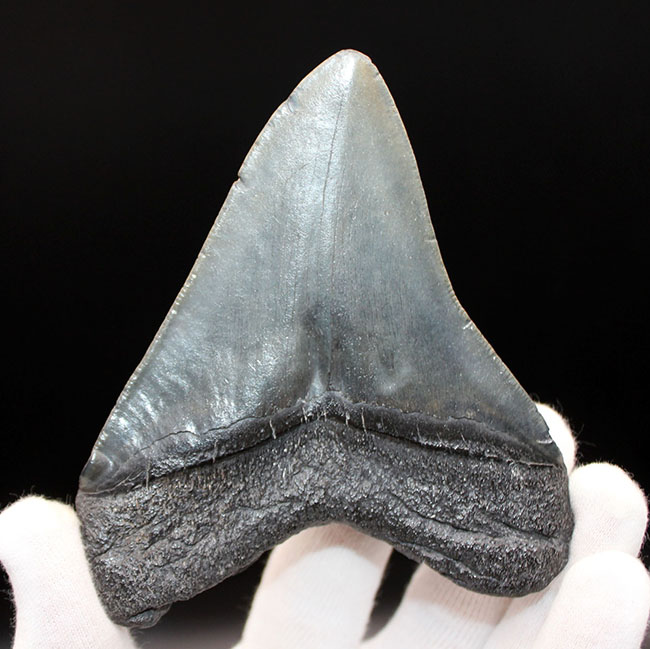 パーフェクトな歯化石をお探しの方に送る、オールナチュラルのメガロドン（Carcharodon megalodon）の歯化石（その3）