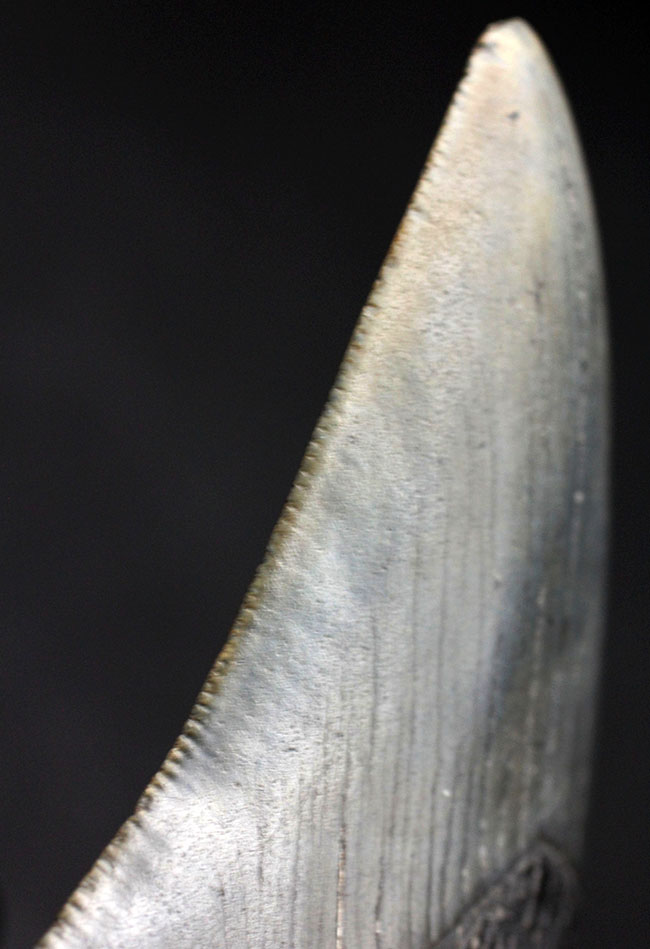 パーフェクトな歯化石をお探しの方に送る、オールナチュラルのメガロドン（Carcharodon megalodon）の歯化石（その4）